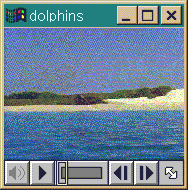 Windows 95 Dolphins